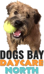 Dogs Bay Doggie Daycare North